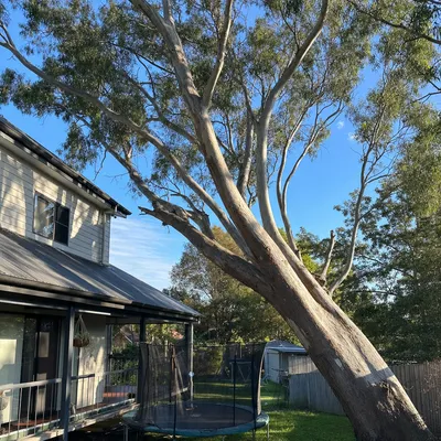 Before: Tall mountain ash dismantled over a hill house, Monbulk