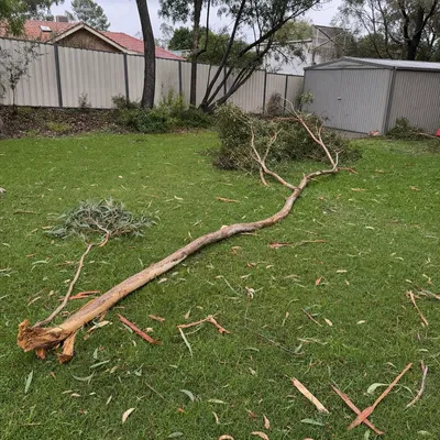 Before: Storm-split messmate made safe overnight, Monbulk