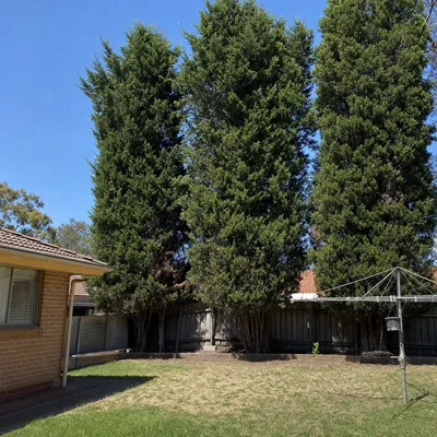 Before: Candlebark crown reduced over a driveway, Monbulk