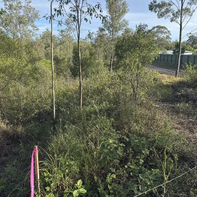 Before: Fuel-reduction clearing on a treed hill block, Monbulk
