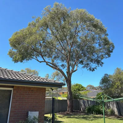 After: Weight reduction on a leaning hill gum, Monbulk