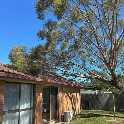 Before: Weight reduction on a leaning hill gum, Monbulk