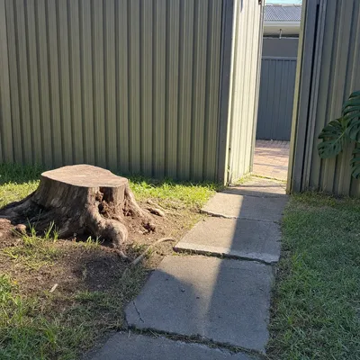 Before: Eucalypt stump ground in a tight village garden, Monbulk