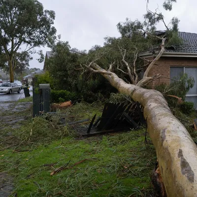 Emergency Tree Services